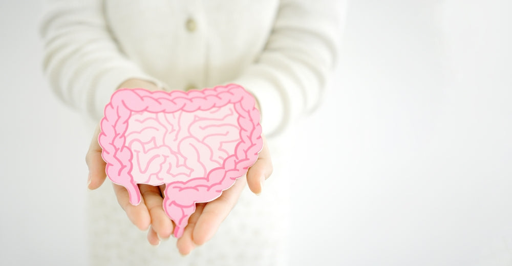 Understanding the Gut-Immune System Connection: How Your Gut Health Impacts Immunity