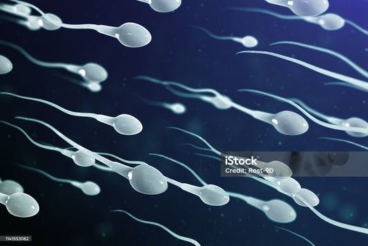 Male Fertility